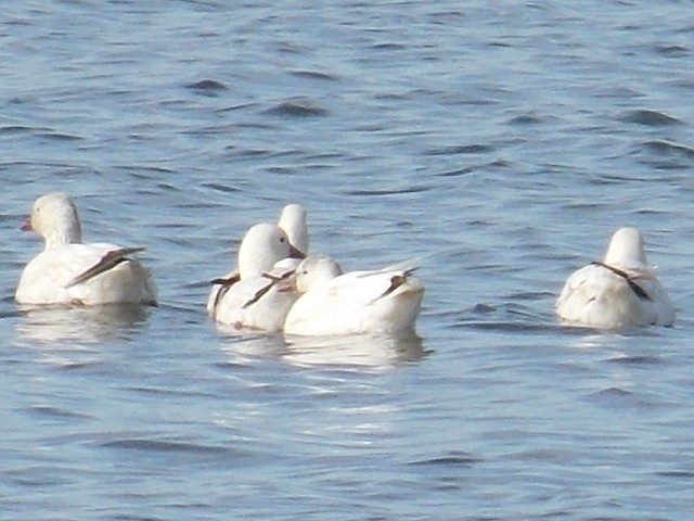 Ross's Goose - ML616991970