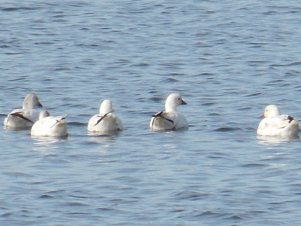 Ross's Goose - ML616991971