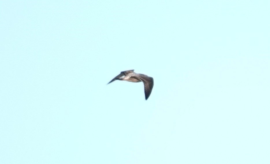 Lesser Black-backed Gull - ML616991980