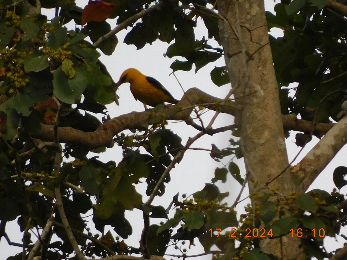 Indian Golden Oriole - ML616991988