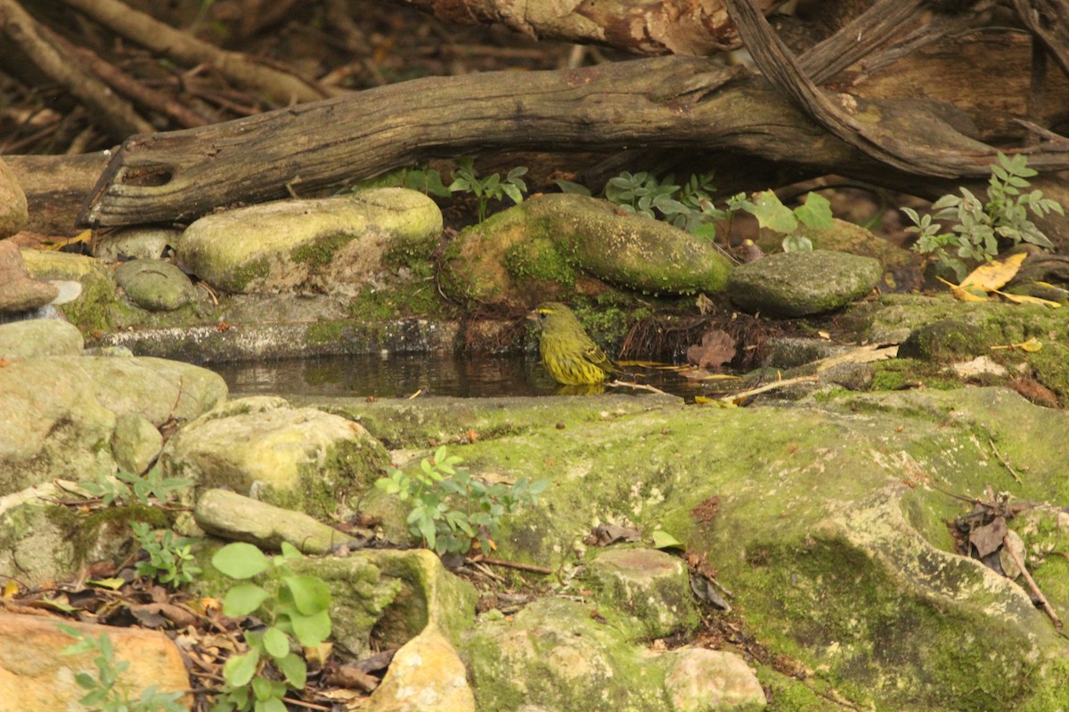 Forest Canary - Nova Lehman