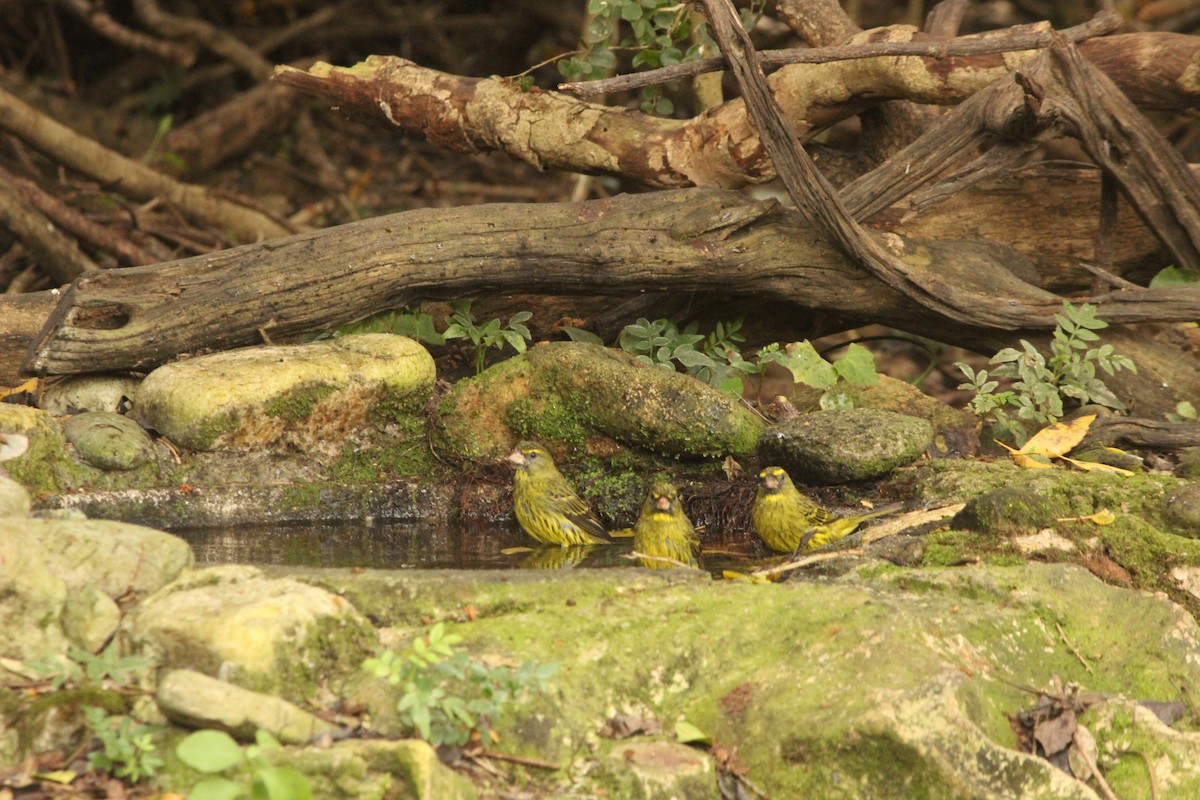 Forest Canary - Nova Lehman