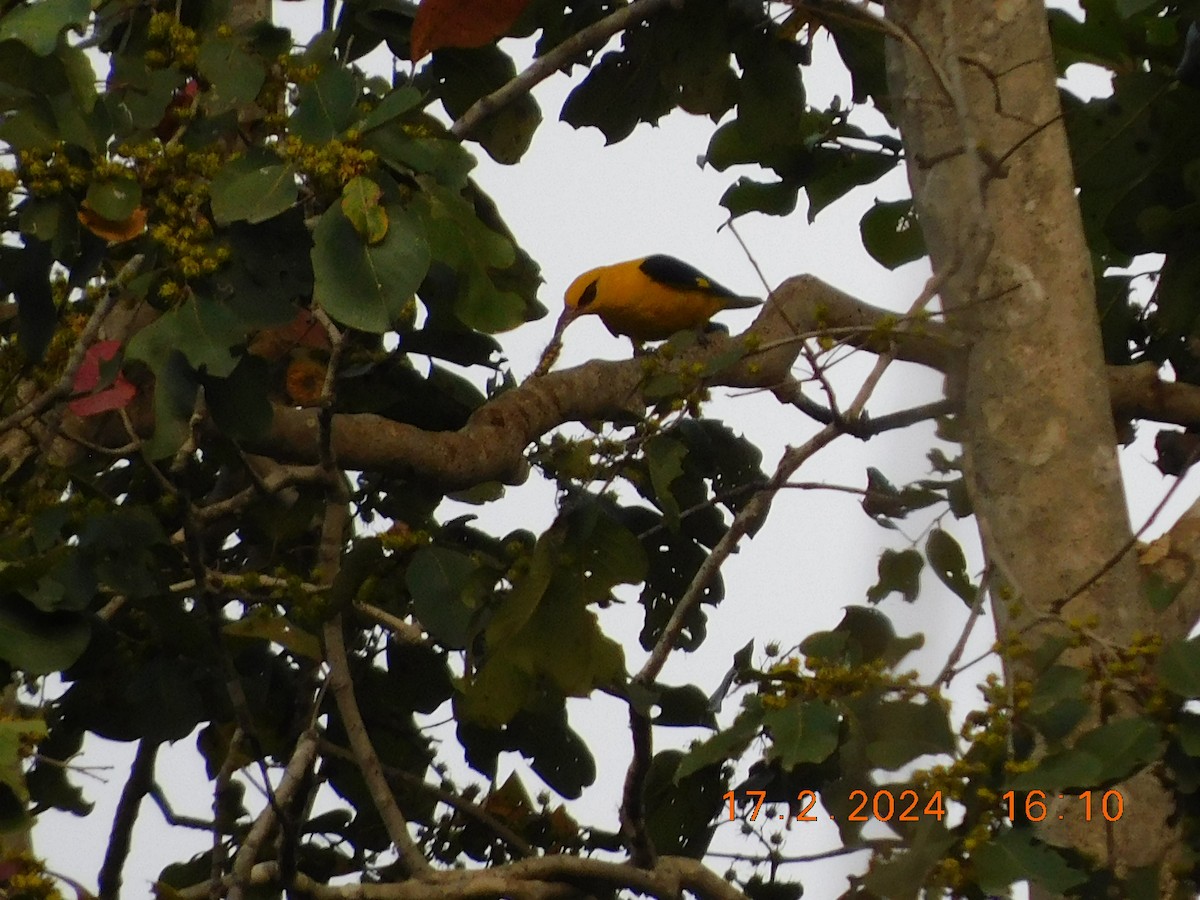 Indian Golden Oriole - ML616992014