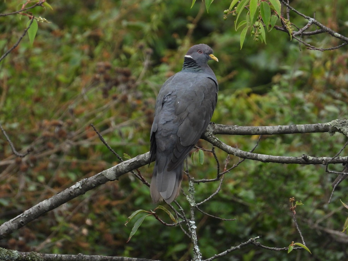 Band-tailed Pigeon - ML616992017