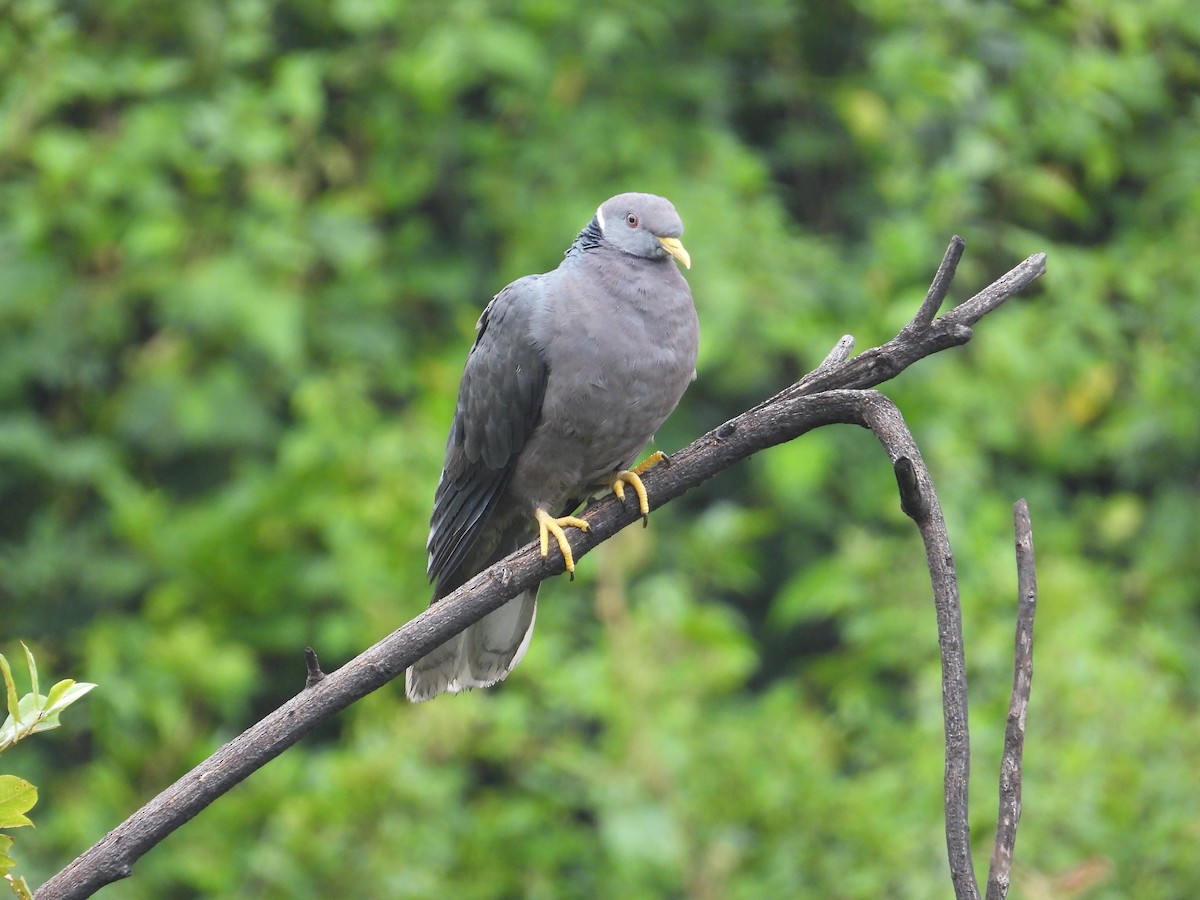 Band-tailed Pigeon - ML616992018
