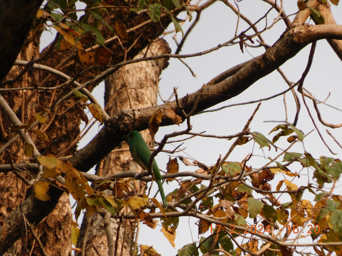 Blue-bearded Bee-eater - ML616992055