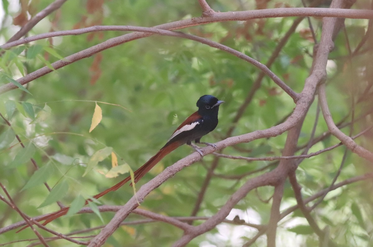 African Paradise-Flycatcher - Leon Brüniger