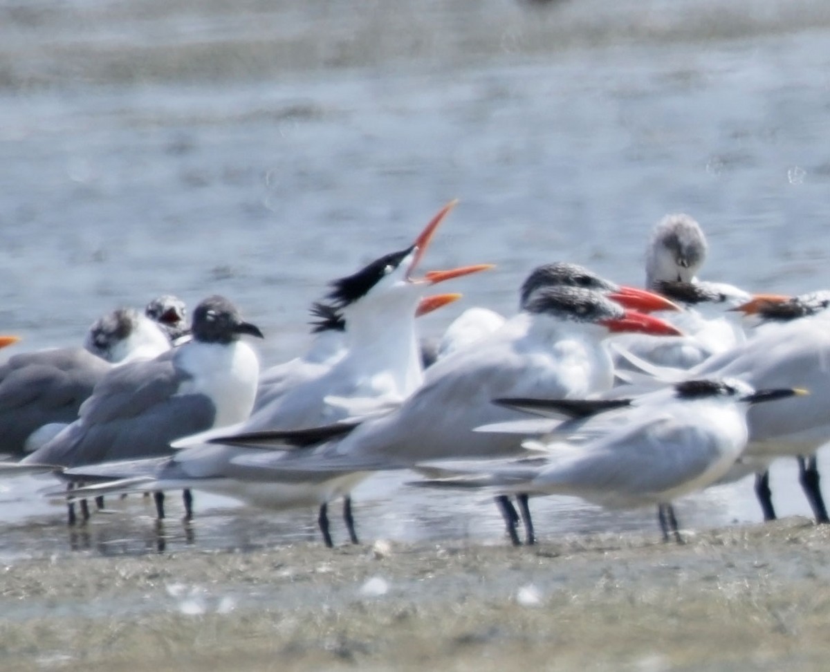 Royal Tern - Trevor Ellery