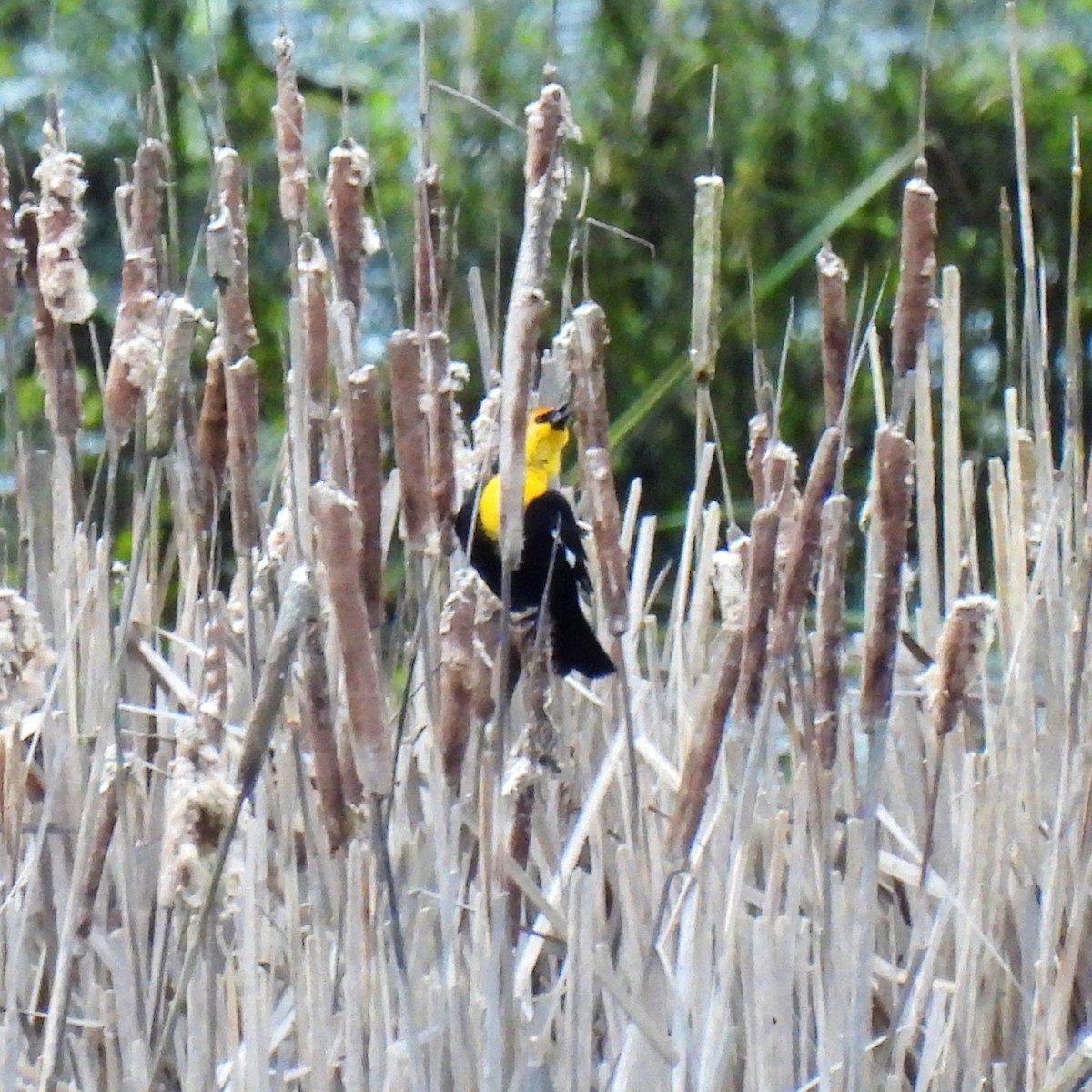 Yellow-headed Blackbird - ML616992091