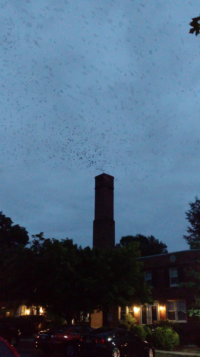 Chimney Swift - ML616992114