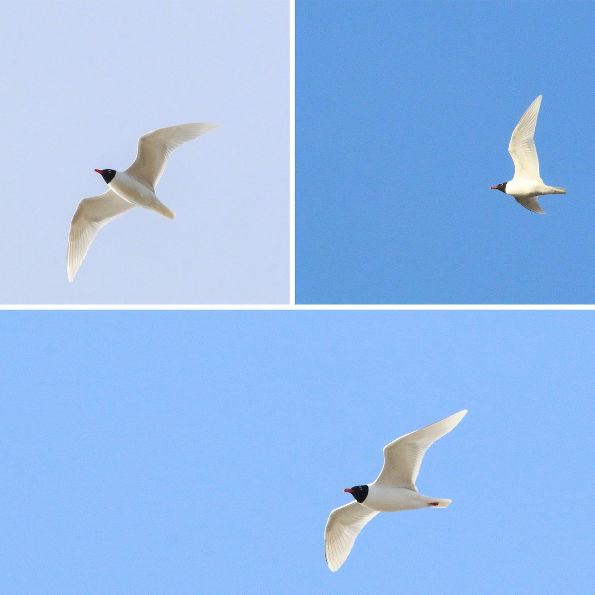 Mouette mélanocéphale - ML616992156