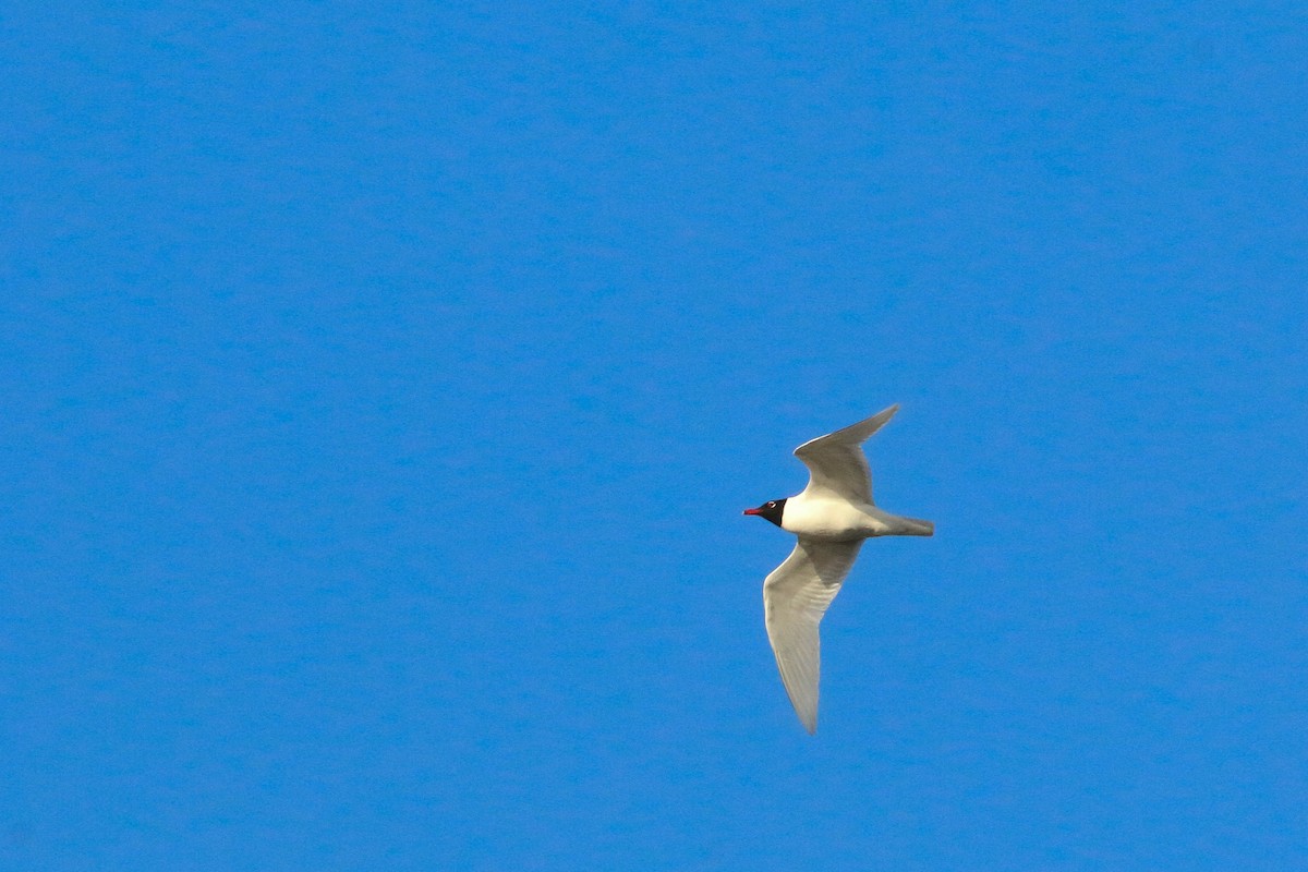 Mediterranean Gull - Daan van der Hoeven