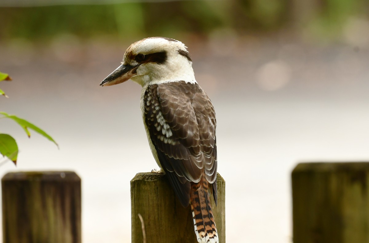 Laughing Kookaburra - Sabine Decamp