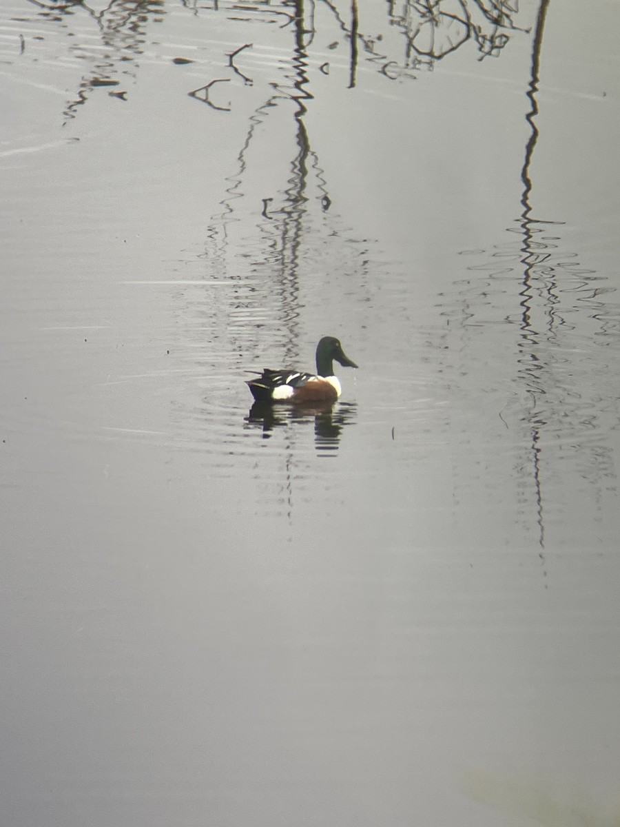 Northern Shoveler - ML616992172