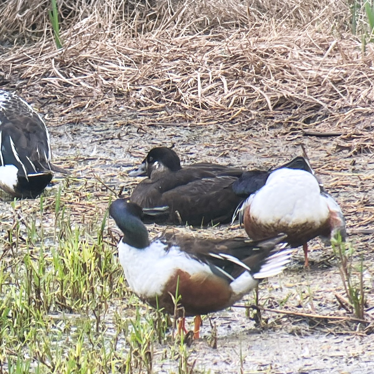 Surf Scoter - ML616992188