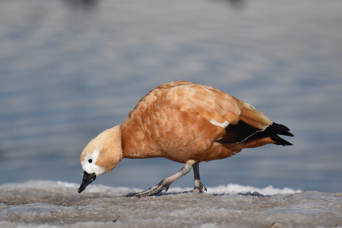 Ruddy Shelduck - Alexey Ya