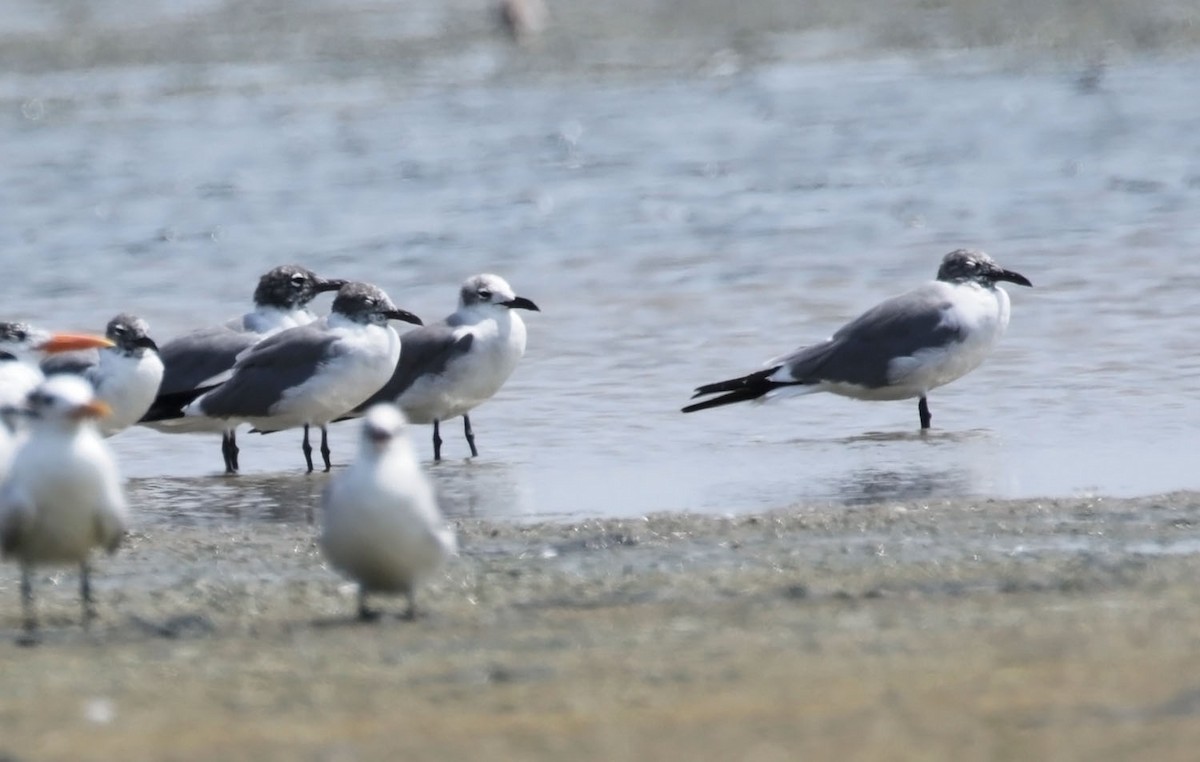 Gaviota Guanaguanare - ML616992238