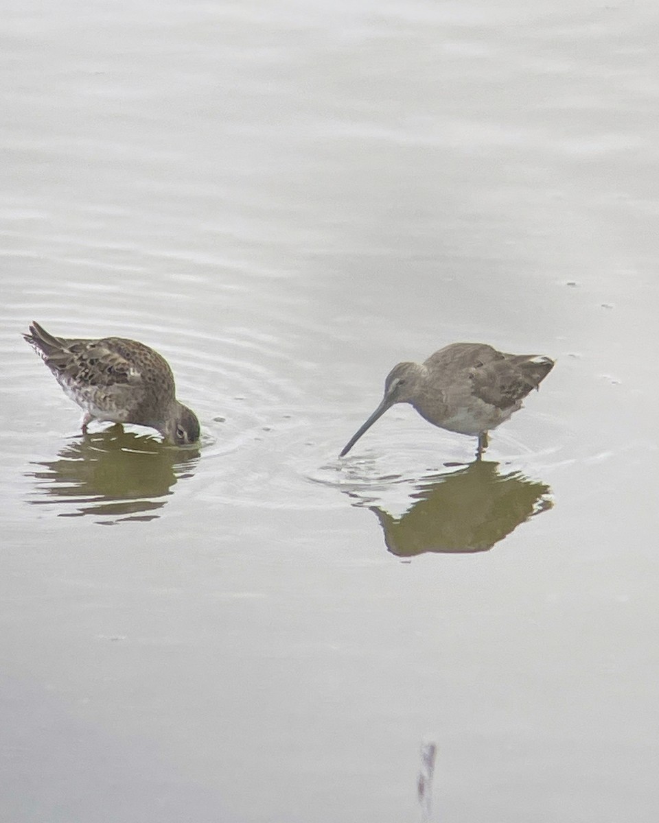 Long-billed Dowitcher - ML616992240