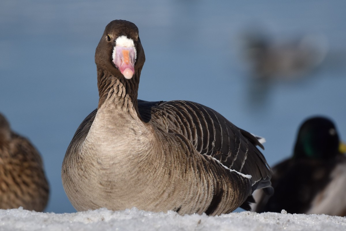 Greater White-fronted Goose - Alexey Ya