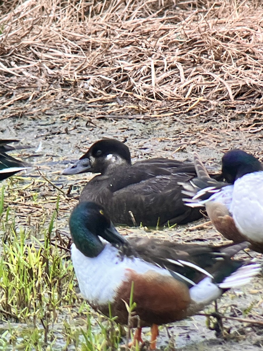 Surf Scoter - ML616992258
