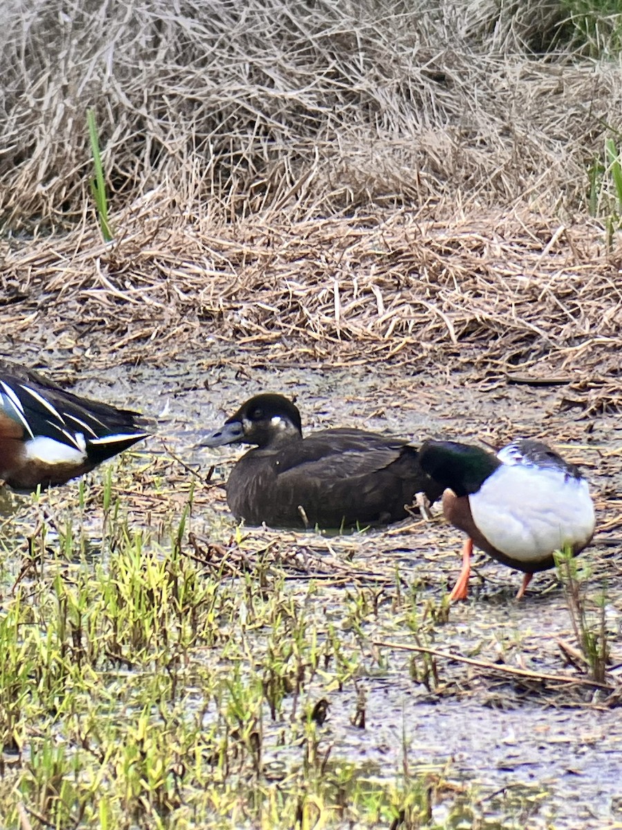 Surf Scoter - ML616992259