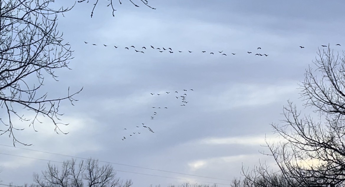 Sandhill Crane - ML616992278