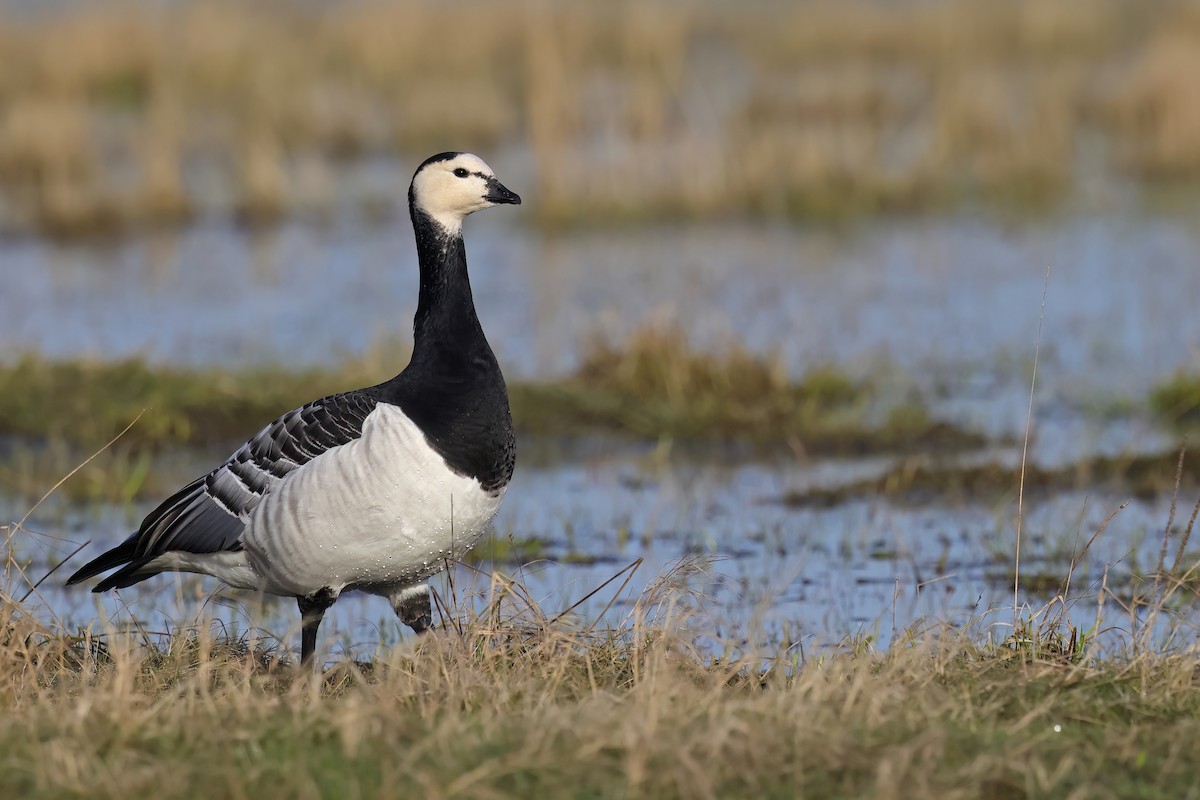 Barnacle Goose - Fang-Shuo Hu