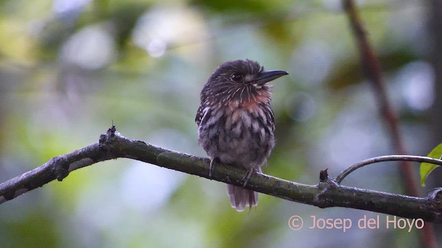White-whiskered Puffbird - ML616992344