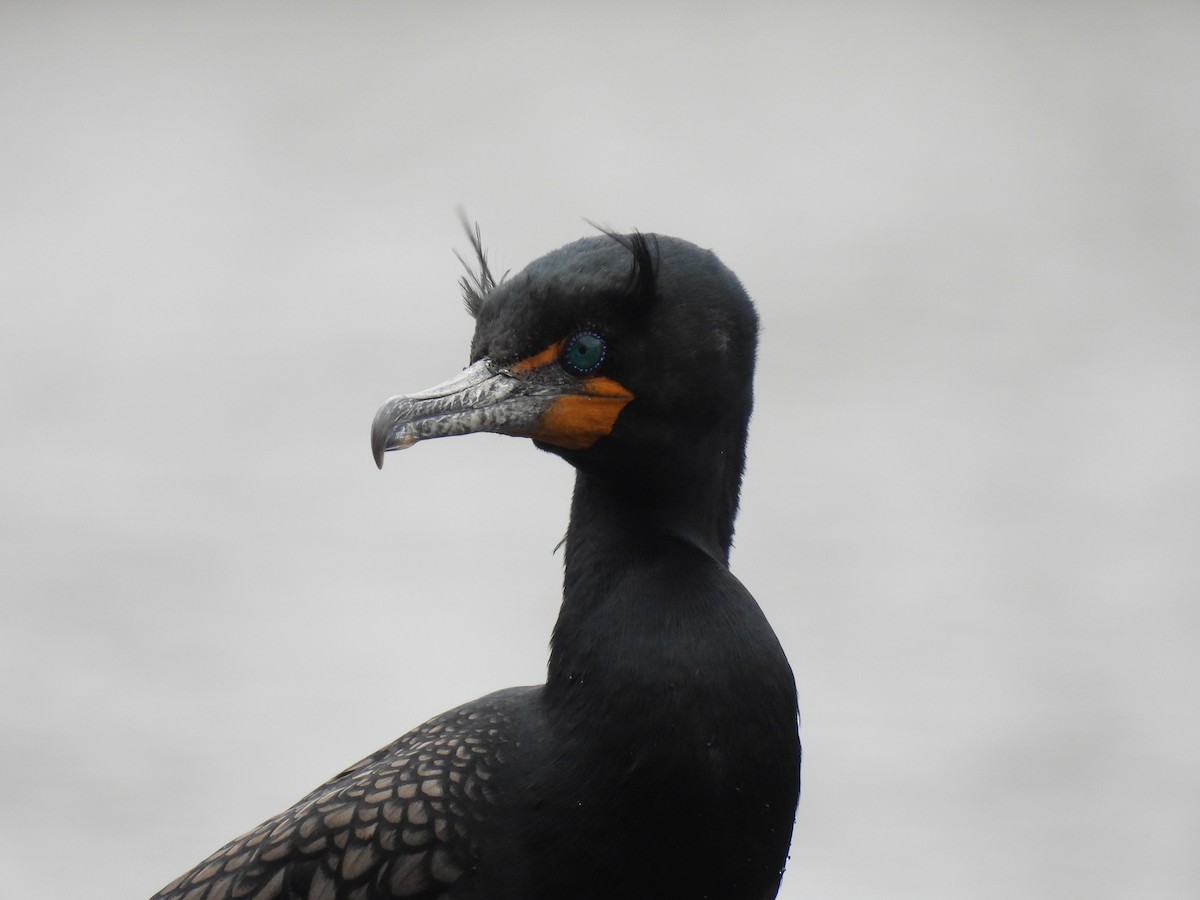 Double-crested Cormorant - ML616992353