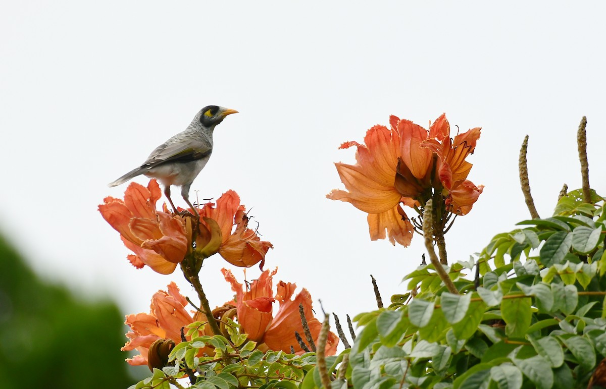 Noisy Miner - ML616992357