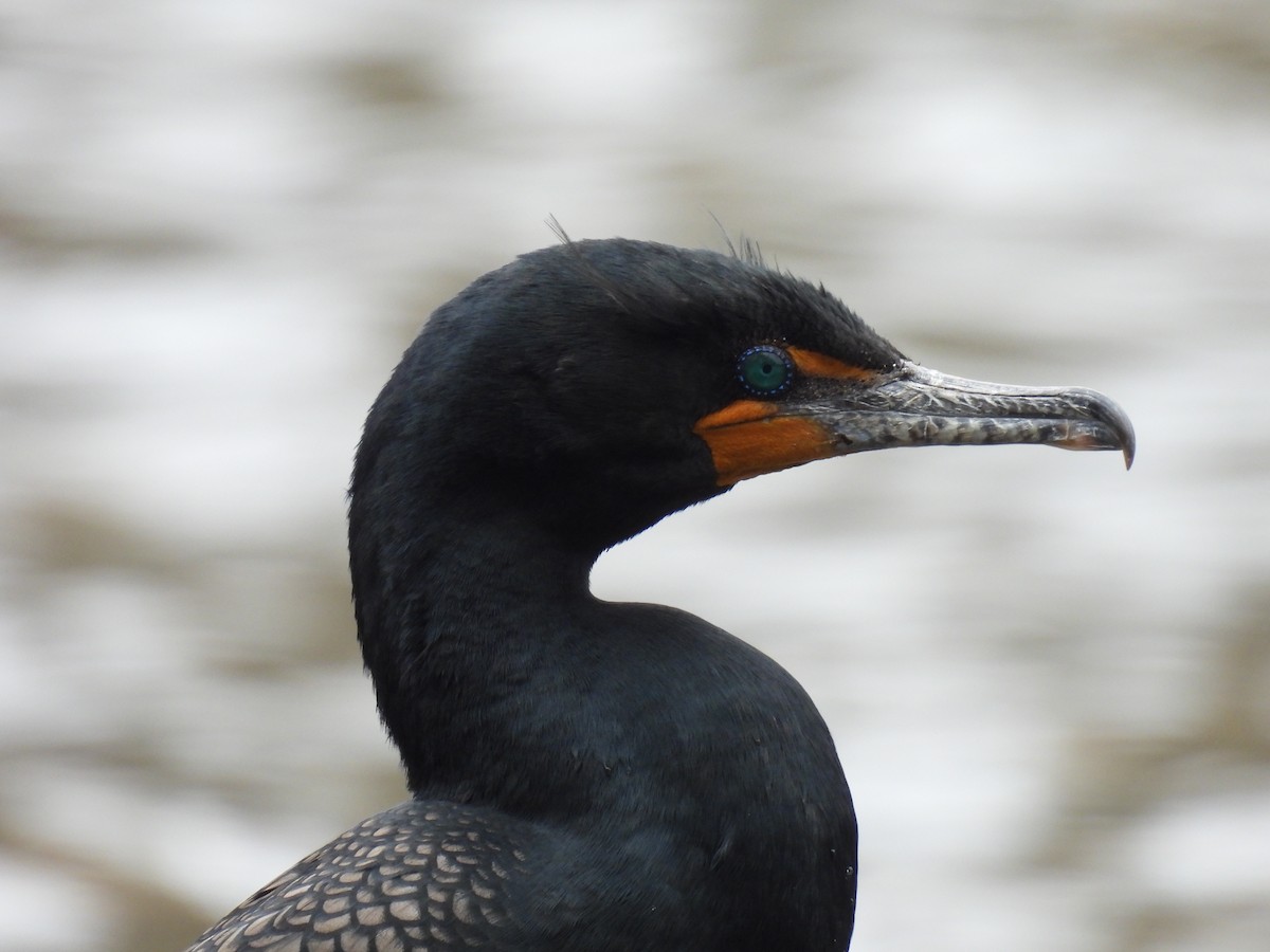 Double-crested Cormorant - ML616992358