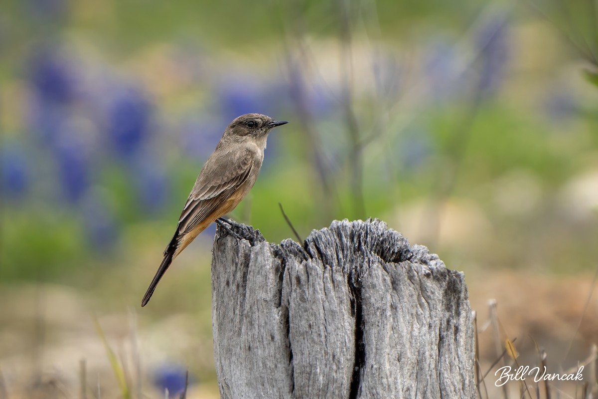 Say's Phoebe - William Vancak