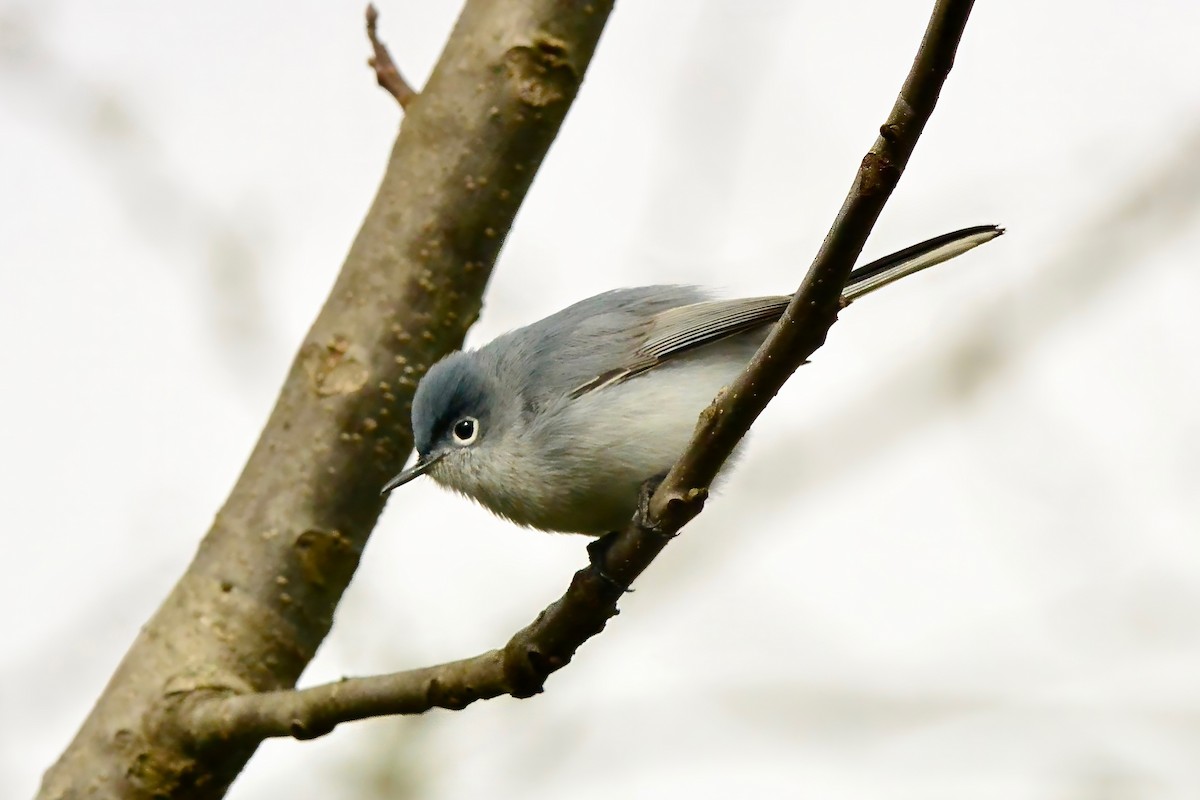 Blue-gray Gnatcatcher - ML616992392