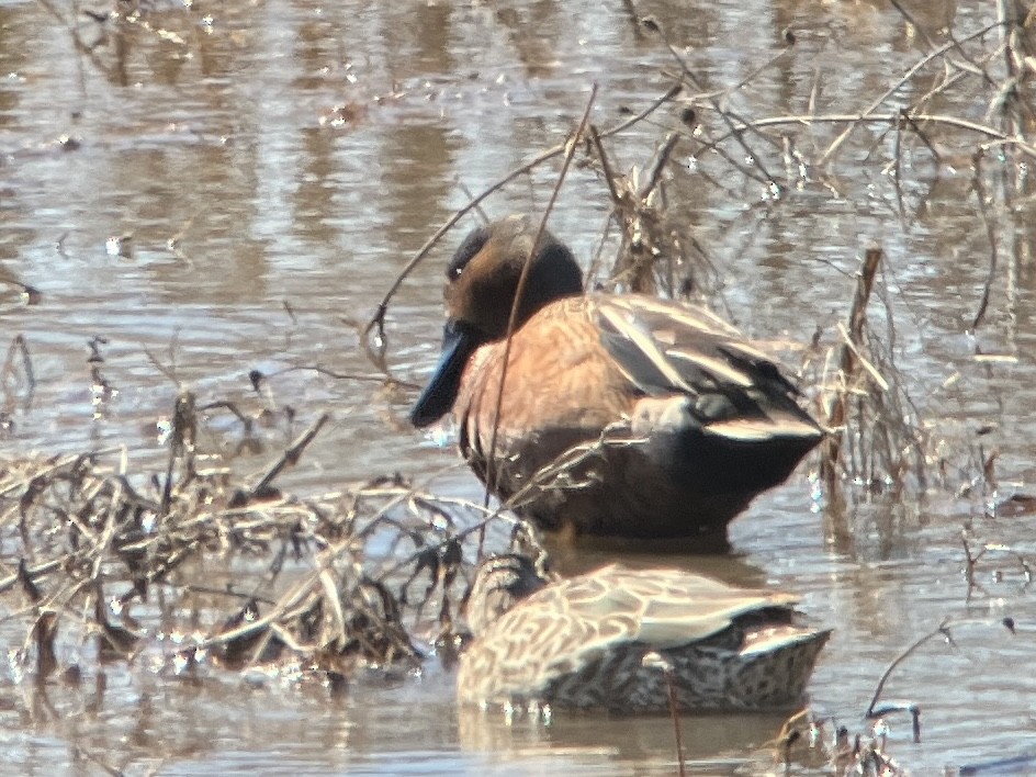 Blue-winged x Cinnamon Teal (hybrid) - Aaron  Brees