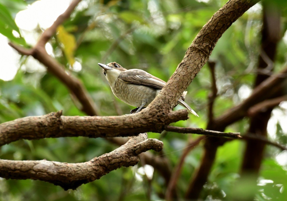 Gray Butcherbird - Sabine Decamp