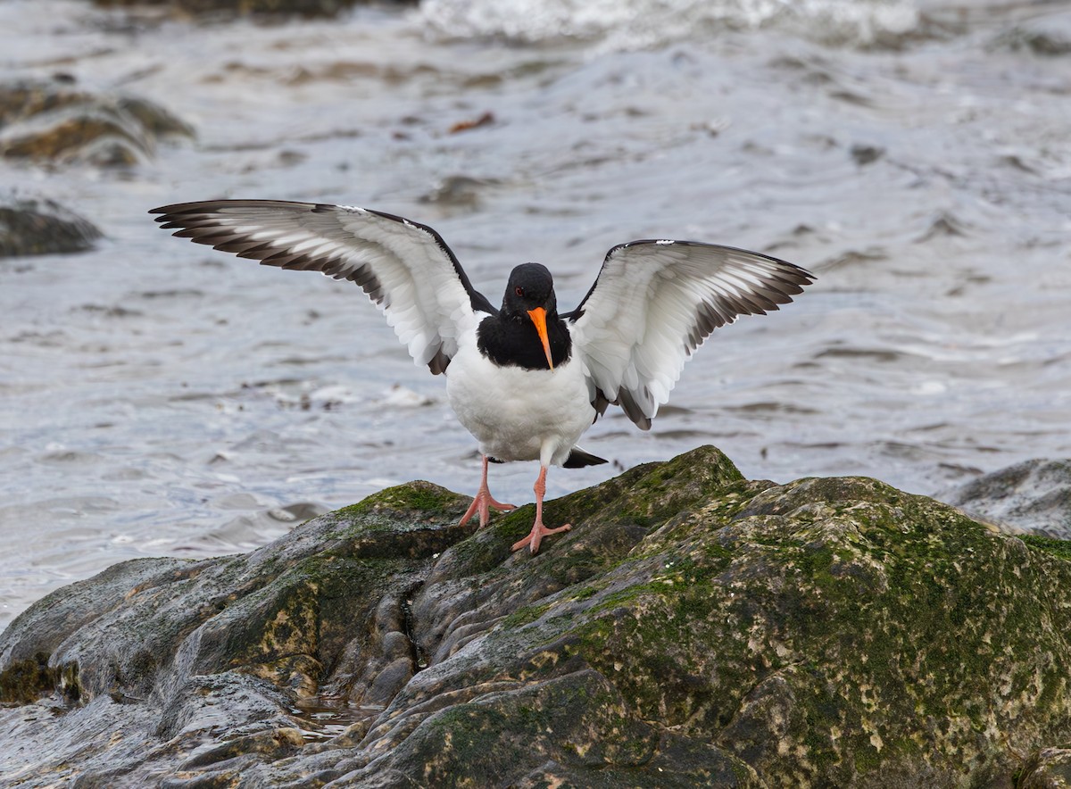 ústřičník velký - ML616992477