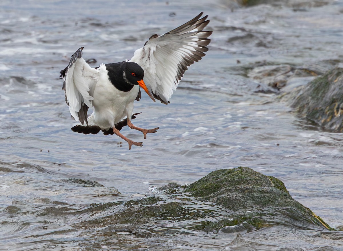 Eurasian Oystercatcher - ML616992490