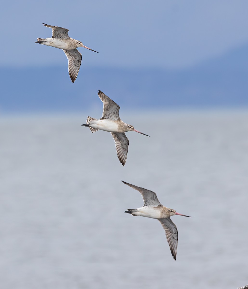 Малый веретенник - ML616992497