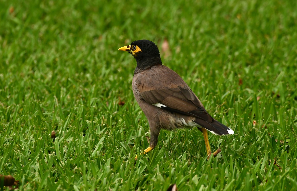 Common Myna - ML616992499