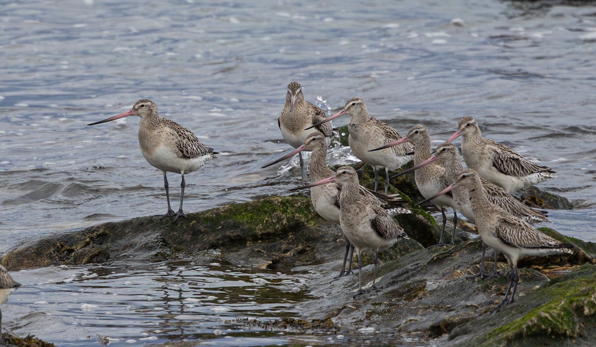 Bar-tailed Godwit - Anne Carrington-Cotton