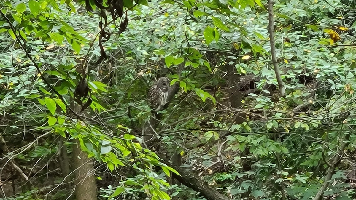 Barred Owl - ML616992506