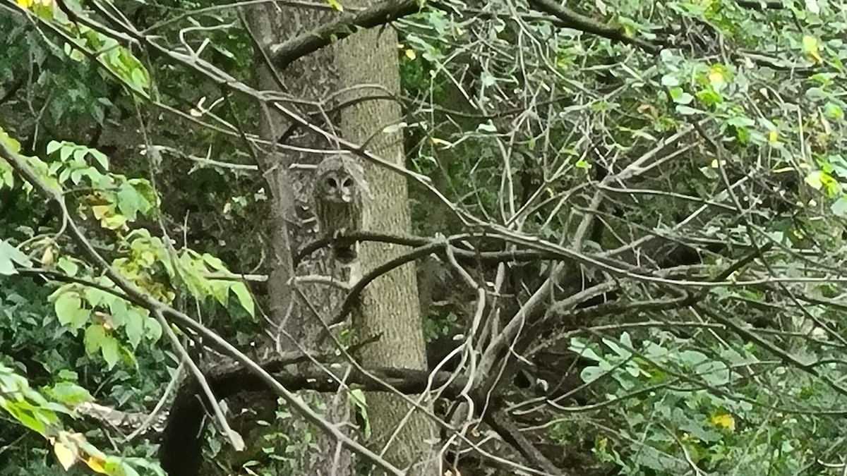 Barred Owl - ML616992509