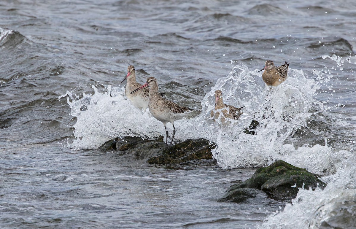 Pittima minore - ML616992513