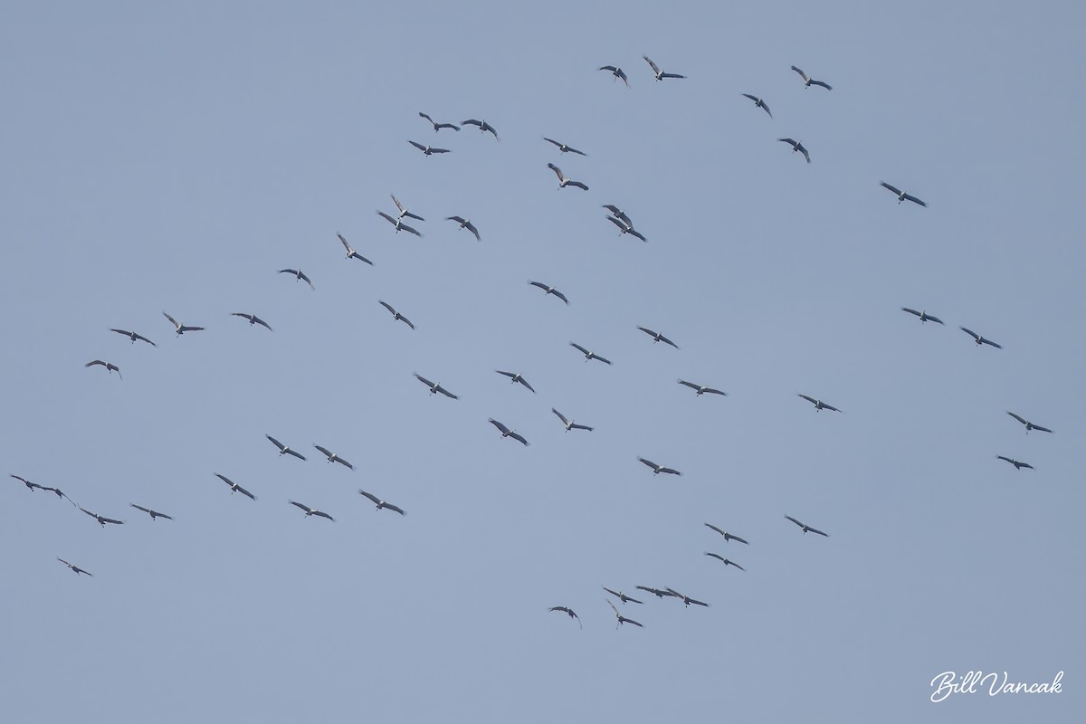 Sandhill Crane - ML616992517