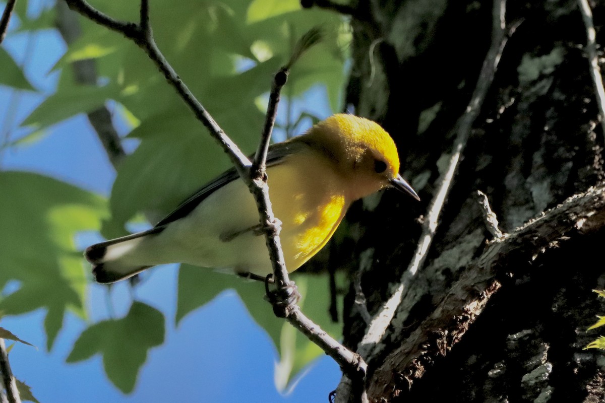 Prothonotary Warbler - Robbin Mallett