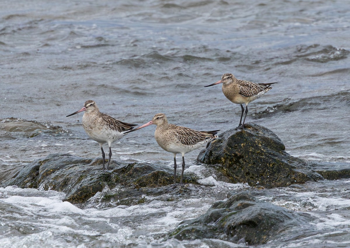 Pittima minore - ML616992530