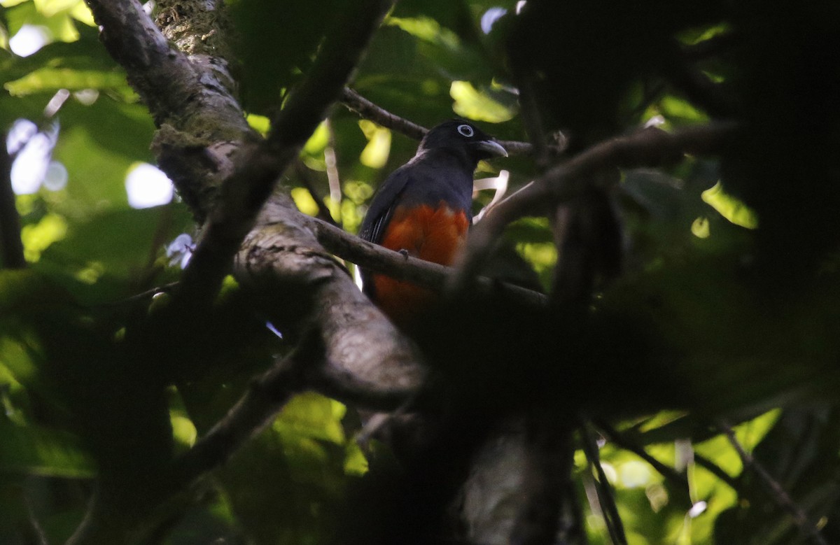 Baird's Trogon - ML616992542