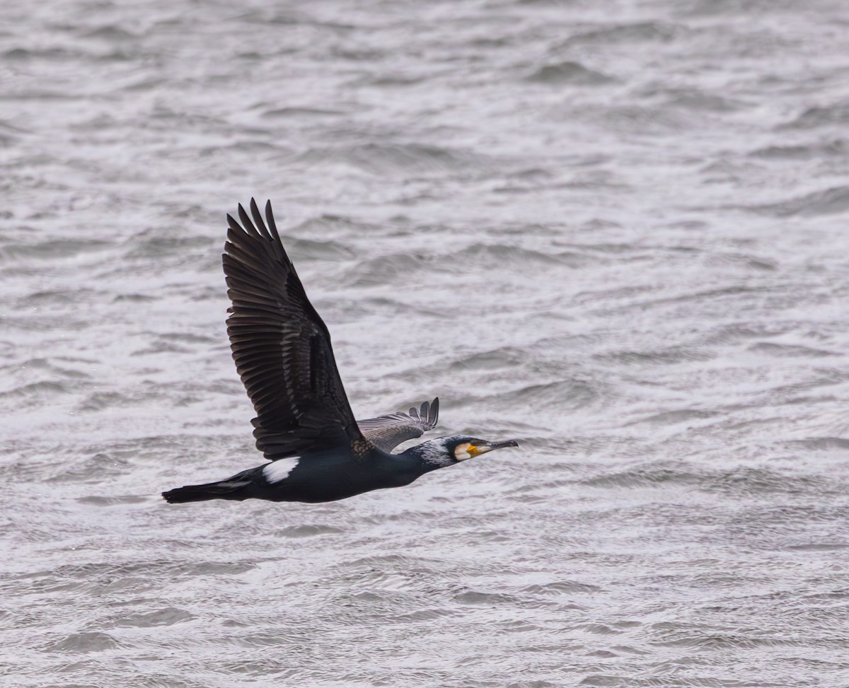 Great Cormorant - ML616992551