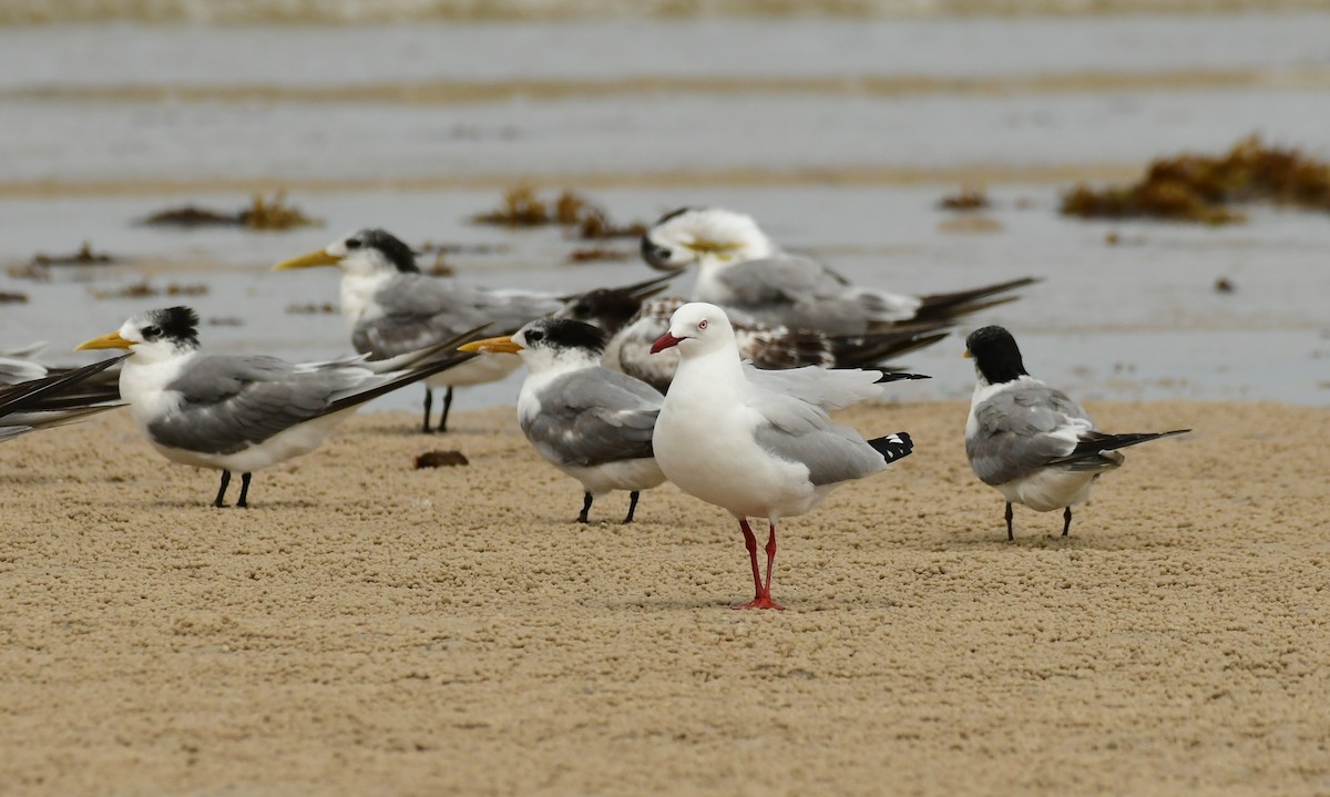 Gaviota Plateada - ML616992580