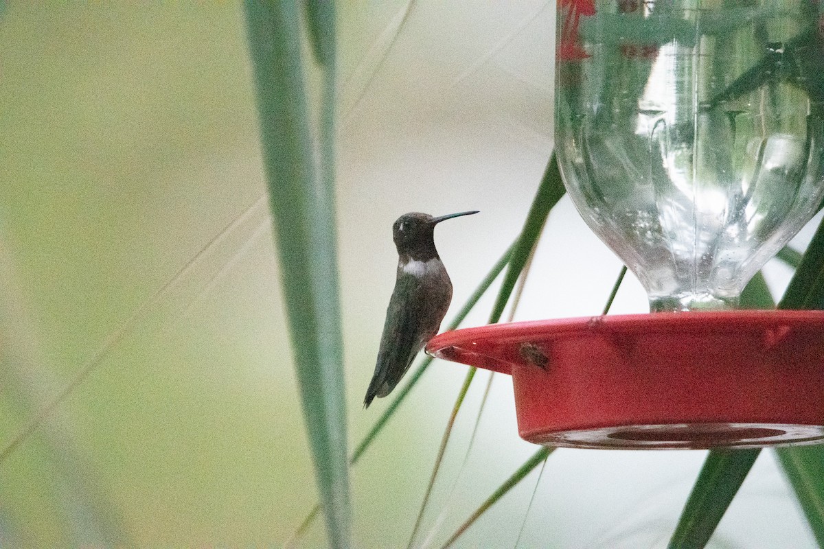 Colibri à gorge noire - ML616992611